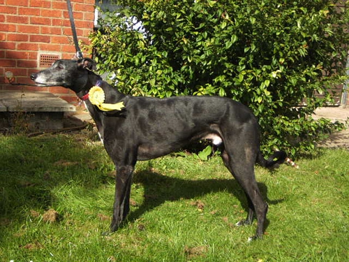 Monty wins 3rd place rosette Monty 3rd in Best Black Greyhound Dog at GGG 2012