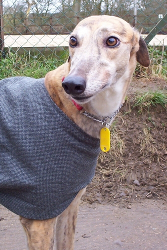 Nellie greyhound brindle