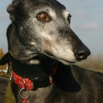 Paddee greyhound rainbow bridge