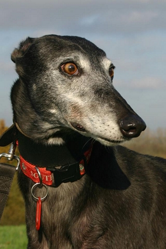 Paddee greyhound rainbow bridge