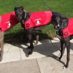 Pet Blood bank greyhound donors