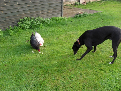 Rodney and chicken friends