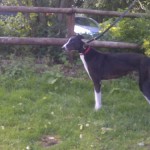 Teasel greyhound girl