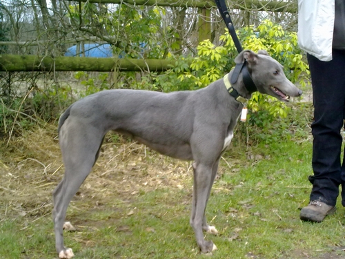 Dotty greyhound blue