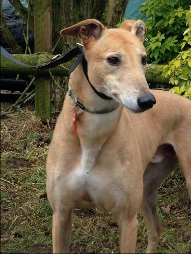 Our handsome chap who is still looking for his forever home.