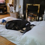 Abbie black greyhound
