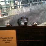 Jonnie black greyhound