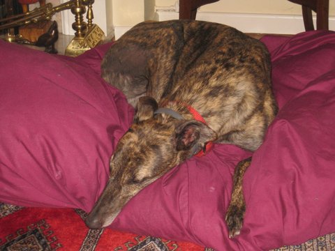 Molly brindle female greyhound Moly greyhound brindle