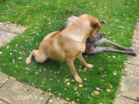 Molly greyhound and friend Molly brindle bitch