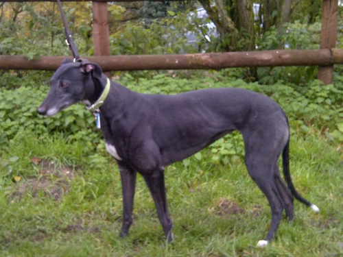 Poppy greyhound black
