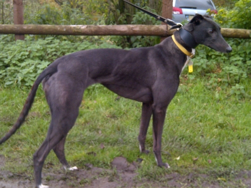 Rita greyhound black