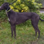 Josie greyhound black