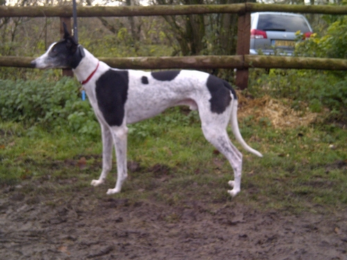 Robbie white & black greyhound dog Robbie greyhound white and black