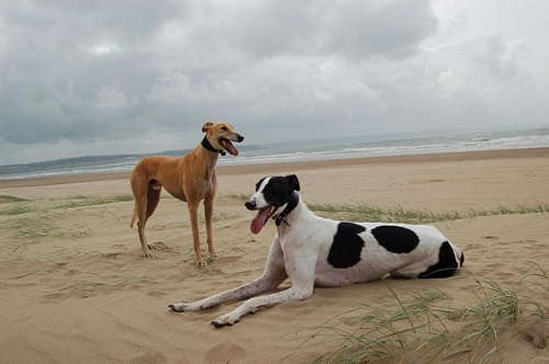 greyhounds on beach