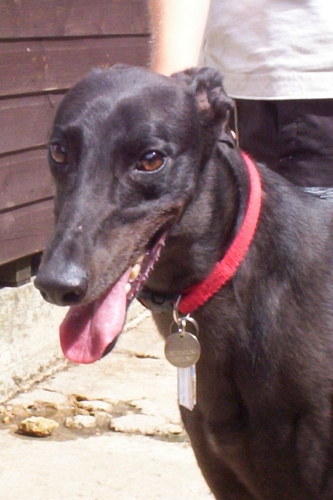 Georgie the greyhound girl