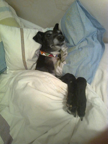 Lady greyhound in bed