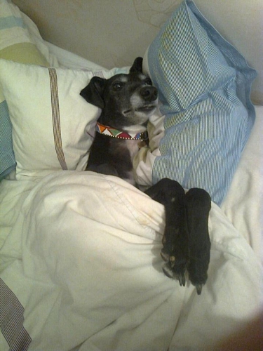 Lady (was Bess) Lady greyhound in bed