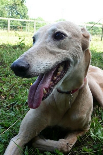 Lucy Greyhound Fawn Lucy has gone to Rainbow Bridge
