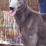 Penfold male blue greyhound