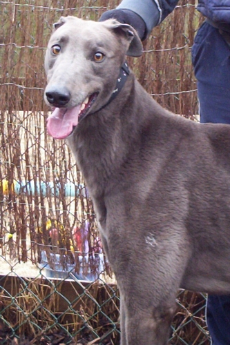 Penfold male blue greyhound