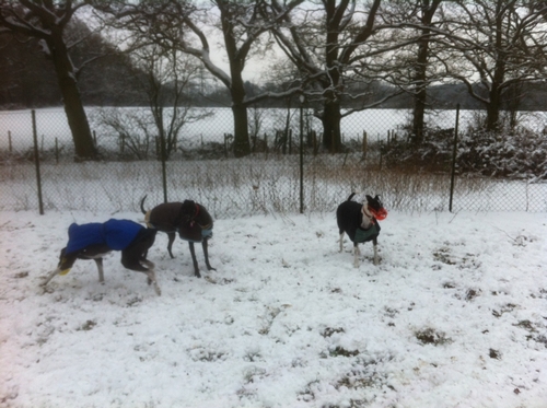 greyhounds playing in snow 1