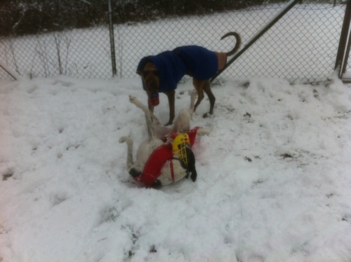Snow and greyhounds 2 greyhounds playing in snow 2