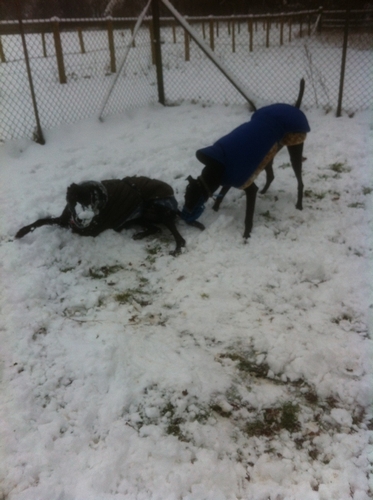 Snow and greyhounds 3 greyhounds playing in snow 3