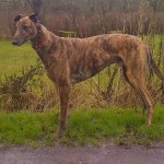 Tiger greyhound brindle boy