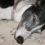 Suzie - Penny's Greyhound Blog