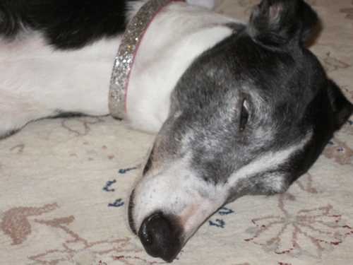 Suzie - Penny's Greyhound Blog
