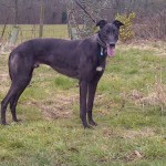 Bobby male black greyhound