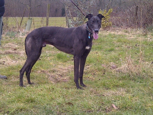 Bobby male black greyhound