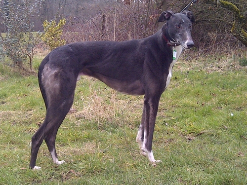 Joe male black greyhound
