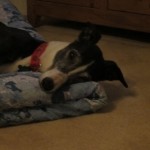 Penny's Blog Suzie Greyhound