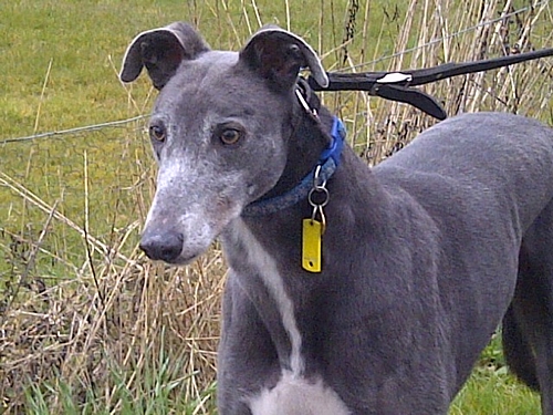 Blue the blue greyhound