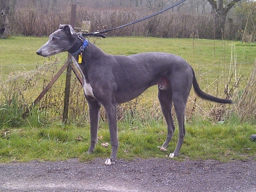 Blue the blue greyhounds standing
