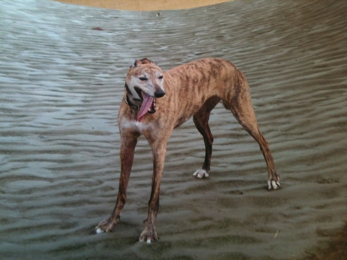 Clemmy brindle Rainbow Bridge Clemmy Rainbow Bridge brindle
