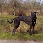 Daz the greyhound black male