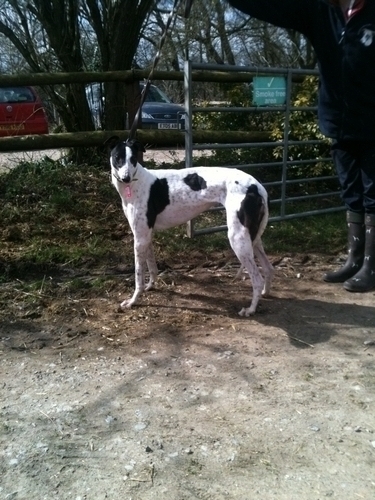 Dilly white and black bitch Dilly female