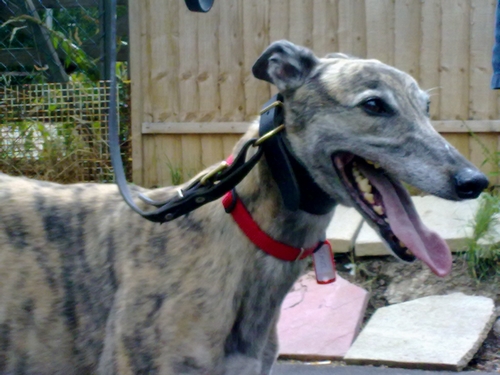 Jazz brindle bitch Rainbow bridge Jazz Rainbow Bridge brindle