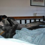 Jet black male bed