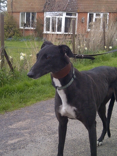 Lila greyhound black (head)