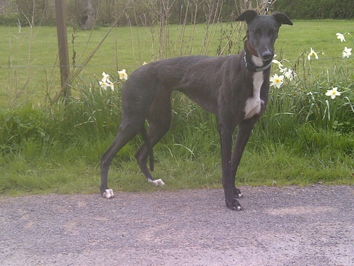 Lila black bitch Lila Greyhound black