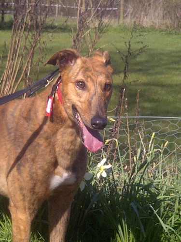 Max red brindle head Max greyhound red brindle face