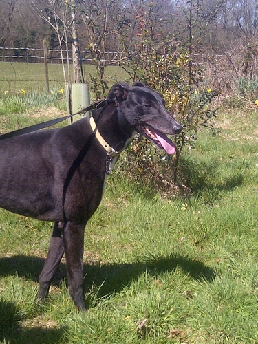minty black male greyhound head