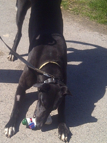 greyhound playing with toy