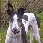 Robbie greyhound white and black