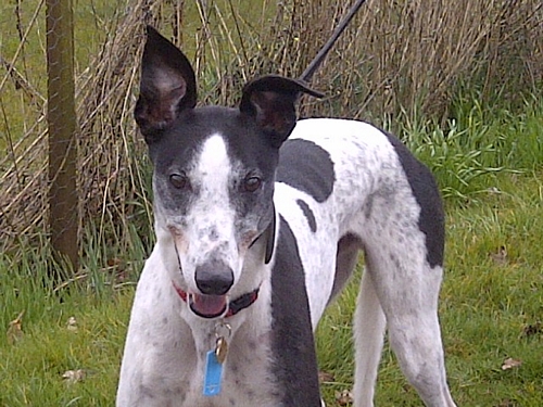 Robbie greyhound white and black