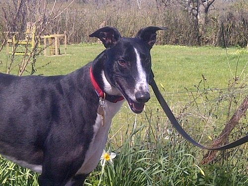 Rory greyhound black and white male