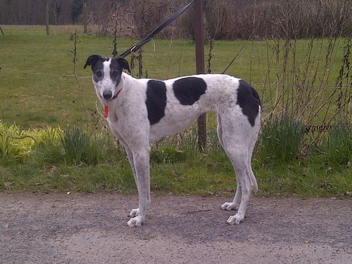 Rosa greyhound girl